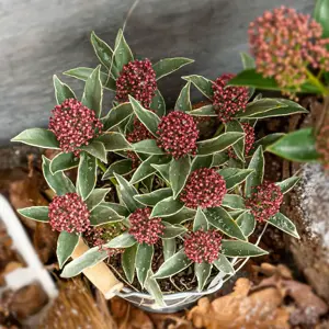 Skimmia japonica 'Mystic Marlot' (M)